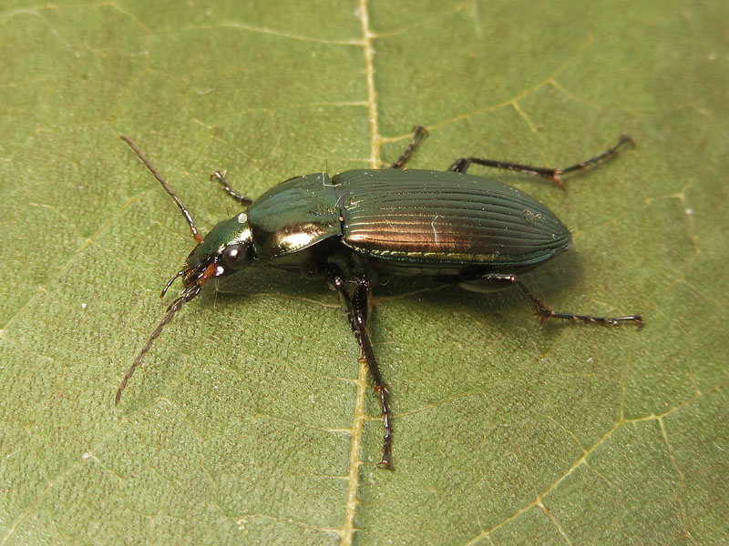 Carabidae: Poecilus cupreus ?  S !